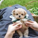 도그플러스 동물병원(미유펫 대구점) | 포항강아지분양 너무귀여워 치였던 썰!