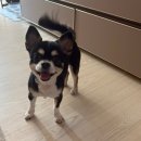 놀로스퀘어 원포인트레슨 내돈내산 후기(강아지입질,산책시 타견반응)