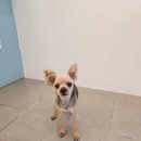 복실애견 이미지