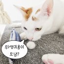 고양이무마취미용 무냥무냥 대구점 | 대구고양이미용 고양이무마취미용 위생미용/탄산스파 무냥무냥 대구점 생생한 후기!