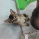 파스텔LC동물병원 이미지