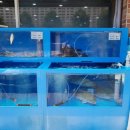 일출회물회 이미지