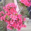 진달래농장 이미지