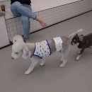 리츠펫(송도점) 이미지