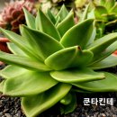 쿤타킨테 이미지