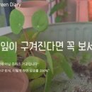 필레아