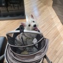 강아지맛집 이미지