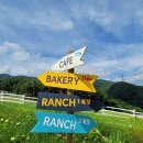 가평 양떼목장 이미지