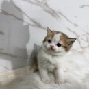 광산구-037 | 광주브리티쉬숏헤어분양 낮은 분양가로 예쁜 아이들 데려가는