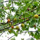 영광 매간당 고택 이미지