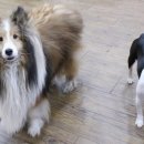 펫 패밀리 이미지