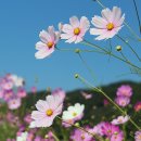 메밀꽃 이미지