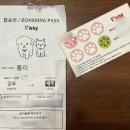 D+682 고양이 비행기 탑승 후기: 김포공항→제주공항 (결론: 완전 비추...!)