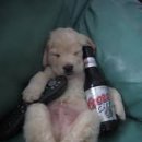 못된 강아지 이미지