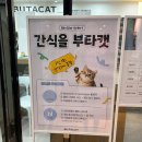 이다캣 | [경산 가볼 만한 곳] 경산 고양이카페 "부타캣" 데이트 후기