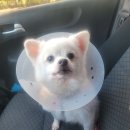 소망켄넬 이미지