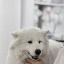 희망애견미용샵 네이버블로그