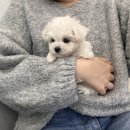 바른 애견 이미지