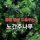 통풍과 통증에 도움주는 두송유 노간주 나무열매 효능 이미지