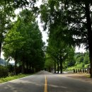 부귀 메타세쿼이아길 이미지