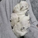 곰띠돈띠 이미지