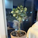 부산동구정신건강복지센터 | 부산 중구 정신건강복지센터 “식물심기 가드닝 클래스” 체험 후기