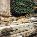 김정도 농장 | [내가 다녀온 남미] 칠레, 푸콘 액티비티 총정리 / 푸콘 가볼만한 곳!