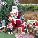 아주운동장 | 파주 독채운동장 바크라우더, 크리스마스 시즌 올데이 대관 후기