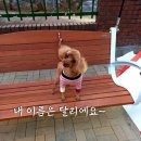 6.25 - 76주년을 맞으면서... 6.25의 참상들... 이미지