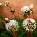 언덕목장 이미지