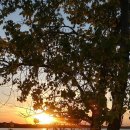 그레이프바인 이미지