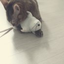 코코보노 고양이호텔 이미지