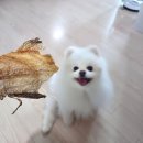 산책가까 | 매탄권선역 애견 간식샵 가까(Gagga) 방문 후기, 시식 가능한 펫그로서리