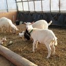 대관령 아기동물농장 이미지