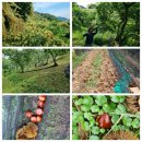 유기농 2025년 햇밤 50% 맛보기 이벤트 이미지