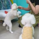 황제살롱 이미지