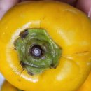 단감농장 | 농라 밀양농부농장 단감후기