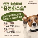 기운찬 동물병원 | 7살 믹스견 강아지의 안전한 한쪽 잠복고환 중성화 수술, 위례 송파 강동 중성화 동물병원