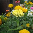 메리골드 이미지