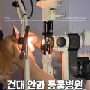 아이본 동물병원 | 건대 광진구 자양동 아이본동물병원 노견 강아지 안과 건강검진 추천