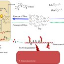 Re: 장내 유익균 식이섬유를 이용 트립토판 대사 산물 &#39;인체 건강에 미치는 영향&#39; 2024네이처!! 이미지
