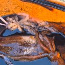 (주)대호 | 당진 여행 기록 용무치항 대호가든 왜목마을해수욕장