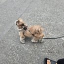 사랑스럽댕 네이버블로그