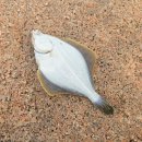 철수를차버린영희 | [26.3/15] "태안 원투낚시 포인트 탐사: 가성비 올림푸스 8합사 사용 후기"