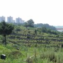 양평공설공원묘지 이미지