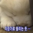 하룻강아지 이미지