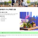 공기정화식물로 꾸미는 미니정원(재료비 15,000원) | 사무실 책상에 딱 출근길에 사는 미니 화분