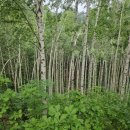 드럼교실(A) | 강원도인제 자작나무 여름날씨 덥지도 않고 시원해서 걷기 좋은 산책 코스 강원도 명산에 왔어요