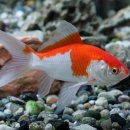 금붕어PC 이미지