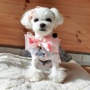 즐겨찾캣 | [케이프맛집] 즐겨찾캣 케이프&리본타이 4종 소개🎀